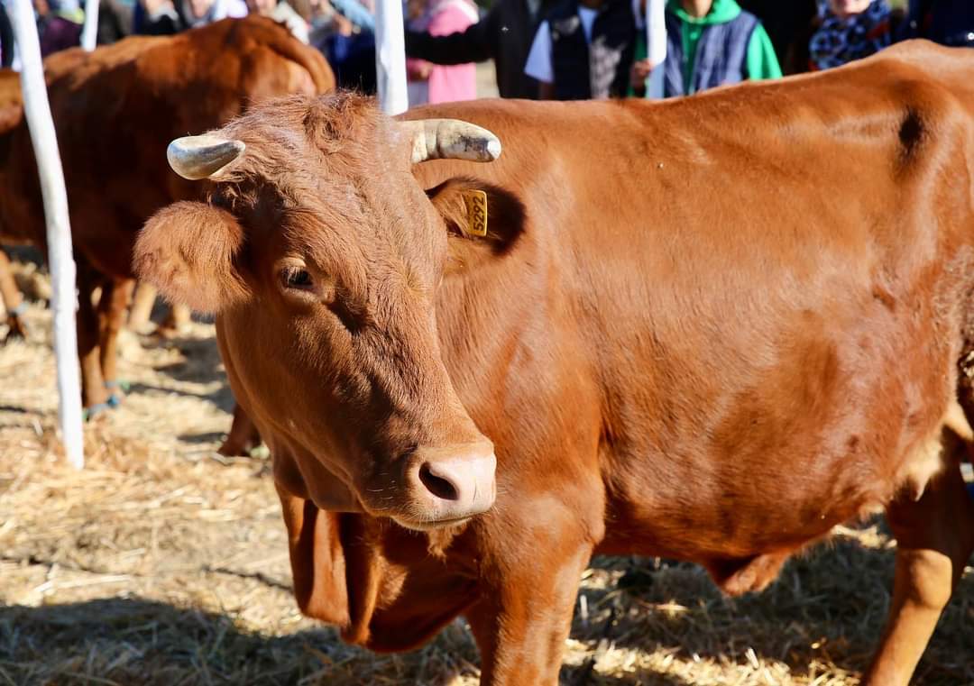 الإطلاق الرسمي للمدارس الحقلية في سلسلة الإنتاج الحيواني بـ«ولماس»