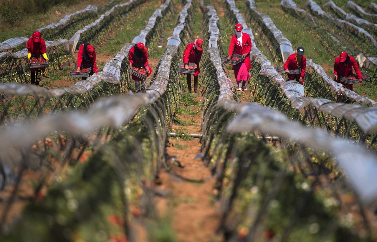 إسبانيا: انتقاء 3305 عاملة مغربية لموسم الفواكه الحمراء بـ«ويلبا»