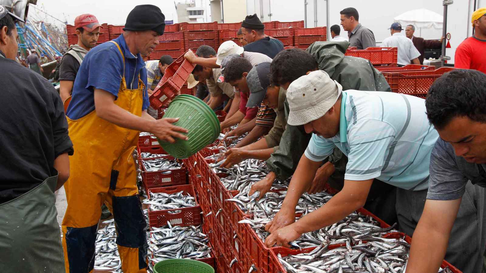 الصيد البحري.. تسويق منتجات بقيمة 10,11 مليارات درهم في 2025