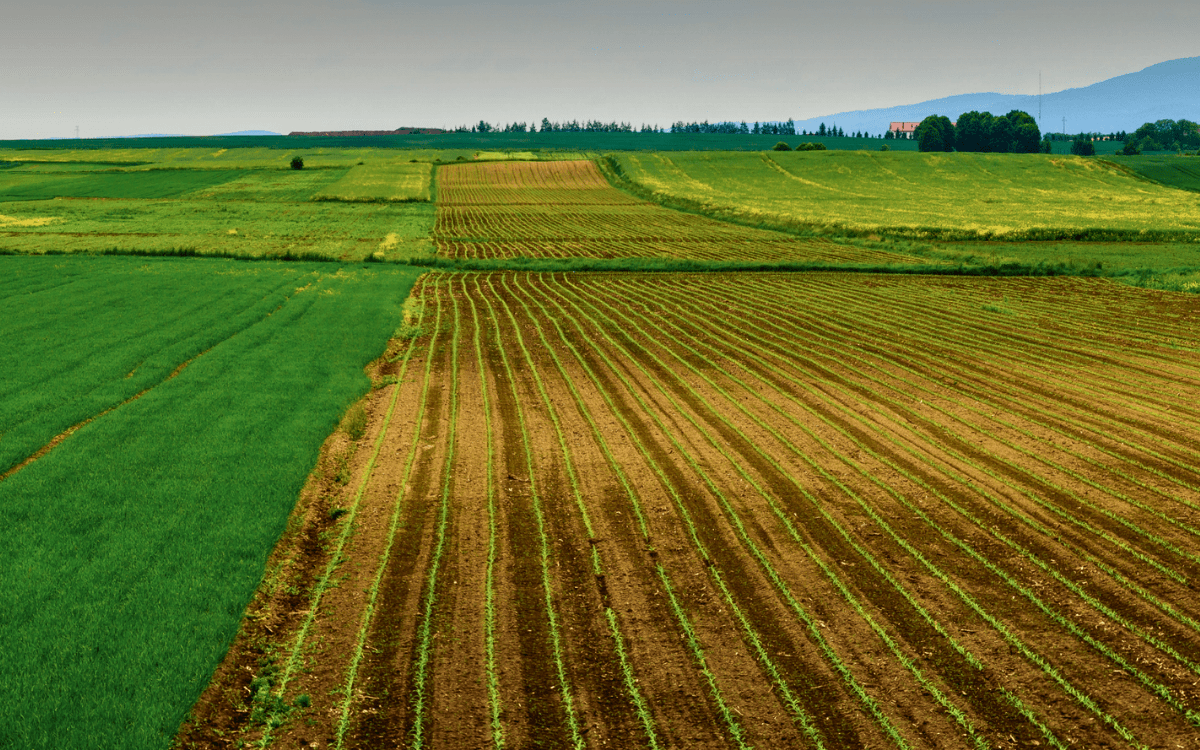 موسم فلاحي «واعد للغاية» بجهة فاس–مكناس