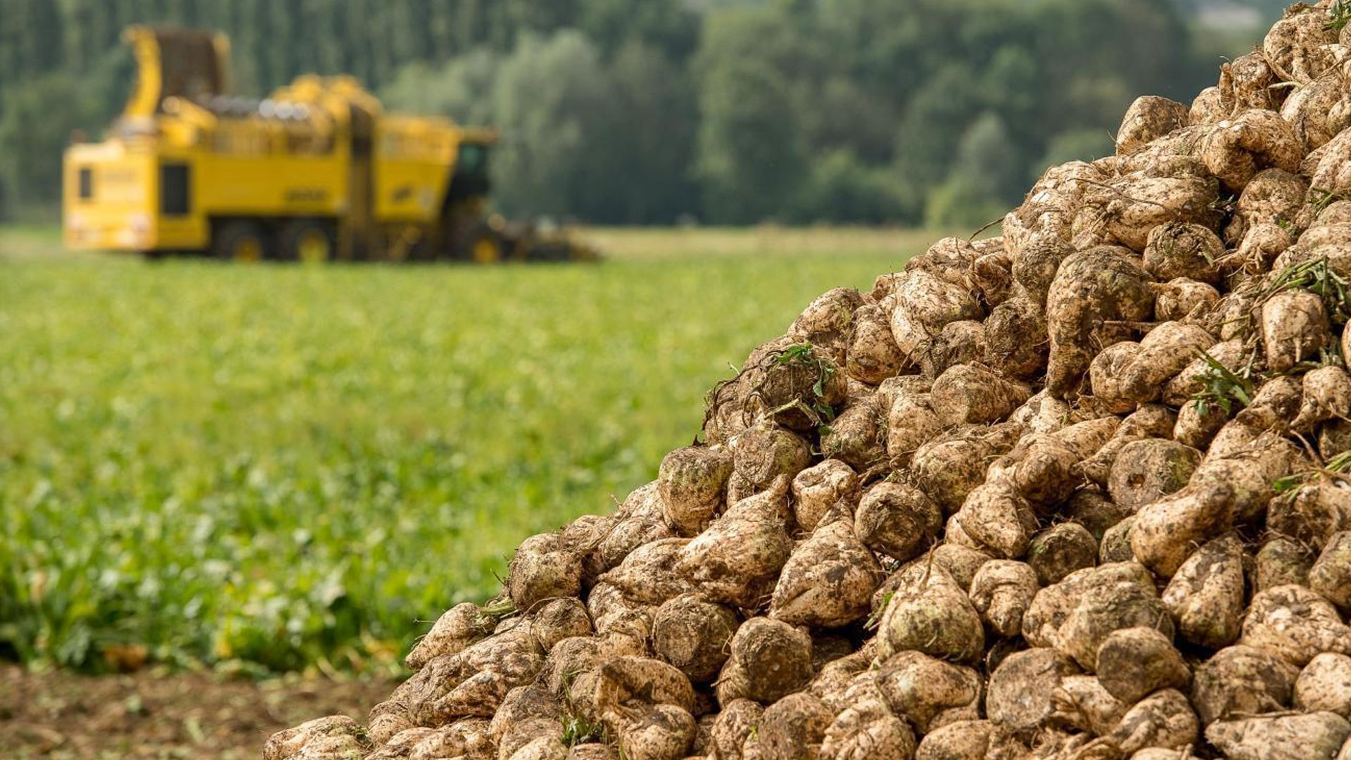حوض ملوية.. التساقطات المطرية الأخيرة تعزز آفاق زراعة الشمندر السكري