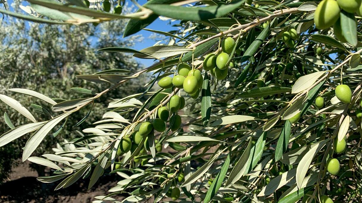 العطاوية: الدورة السابعة للمعرض الوطني للزيتون ما بين 21 و24 يناير 2026