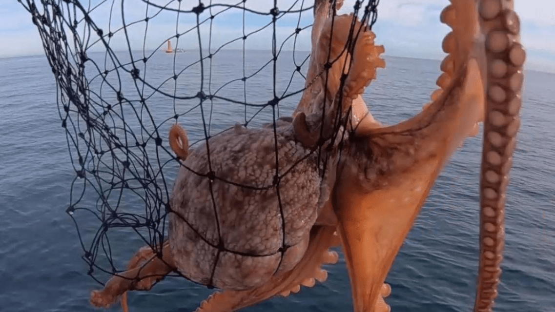 الأخطبوط.. وفرة في الموارد ومردودية استثنائية مع انطلاق الموسم الشتوي 2026