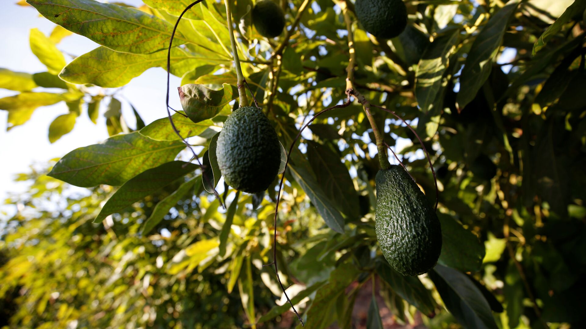 المغرب ثالث أكبر مصدر «لافوكا» إلى ألمانيا