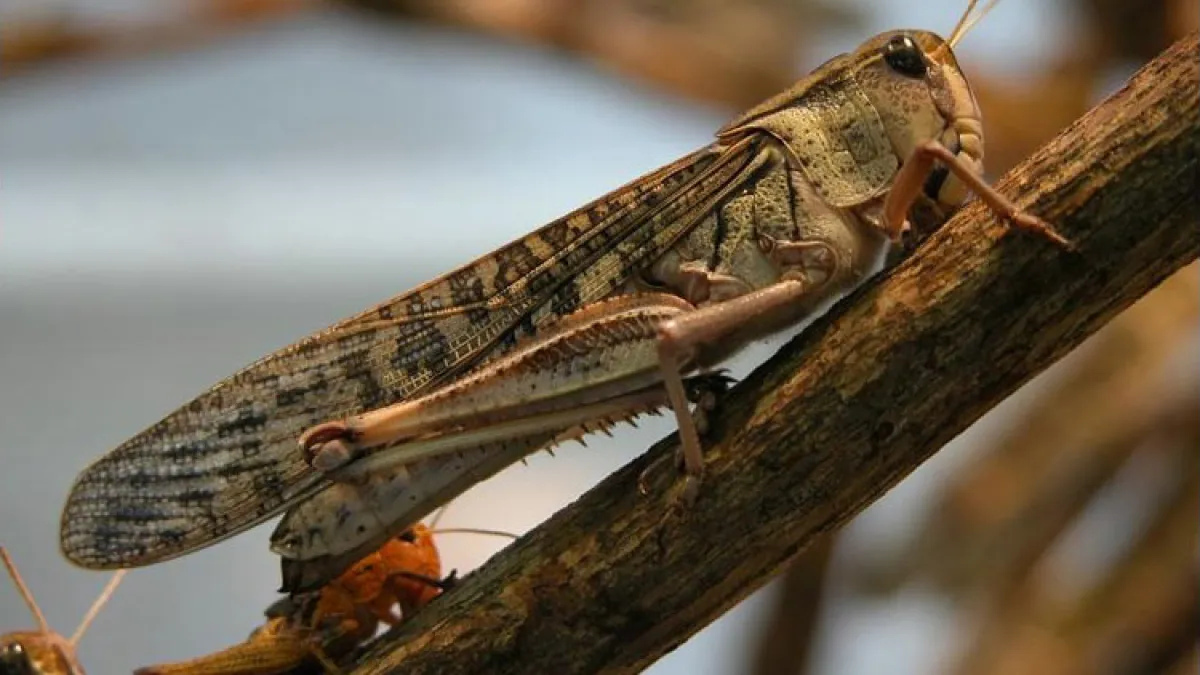 المغرب يسيطر على «أكثر الآفات المهاجرة تدميرا في العالم»