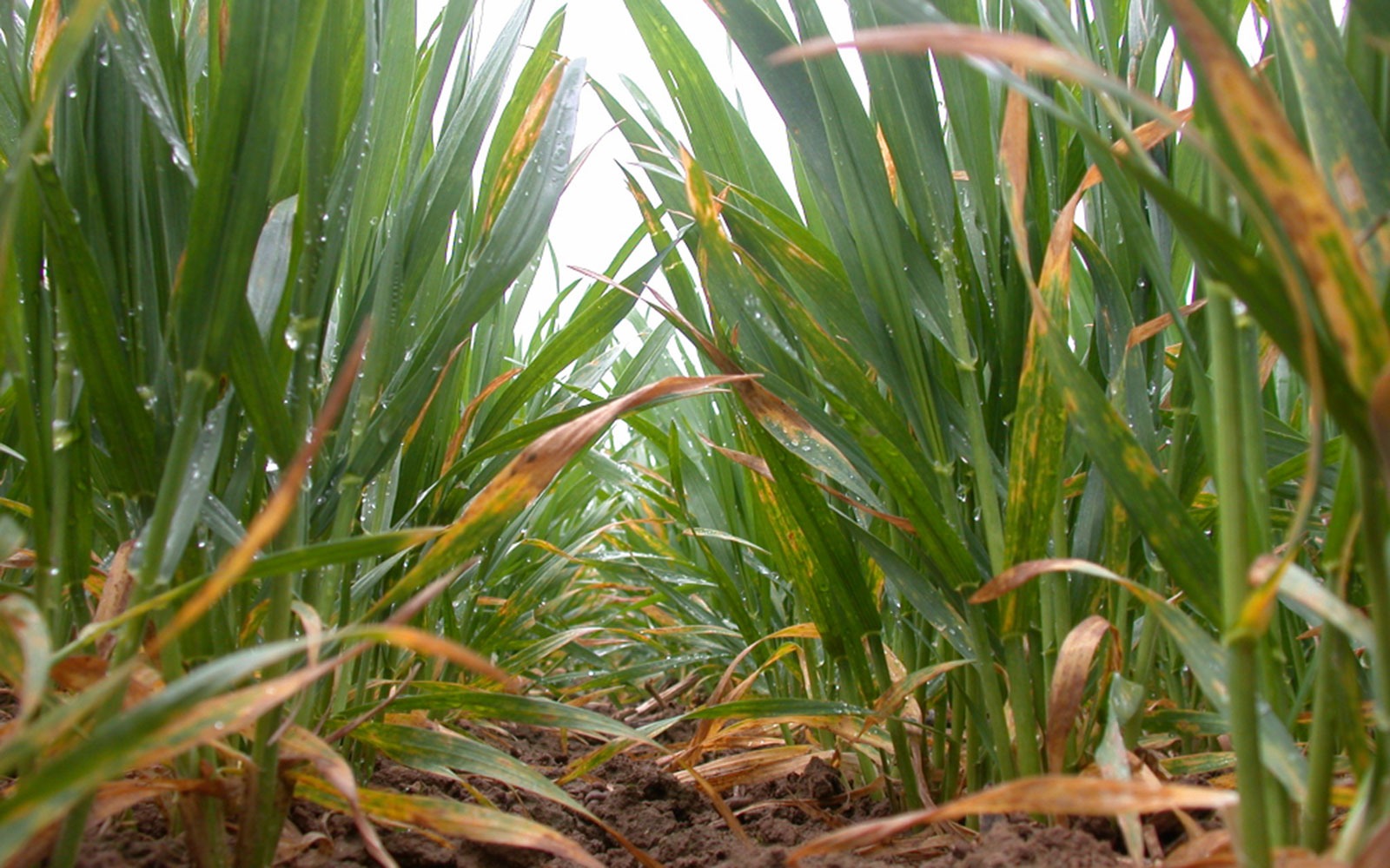 «ONSSA» يحذر من فطريات الزراعات الخريفية