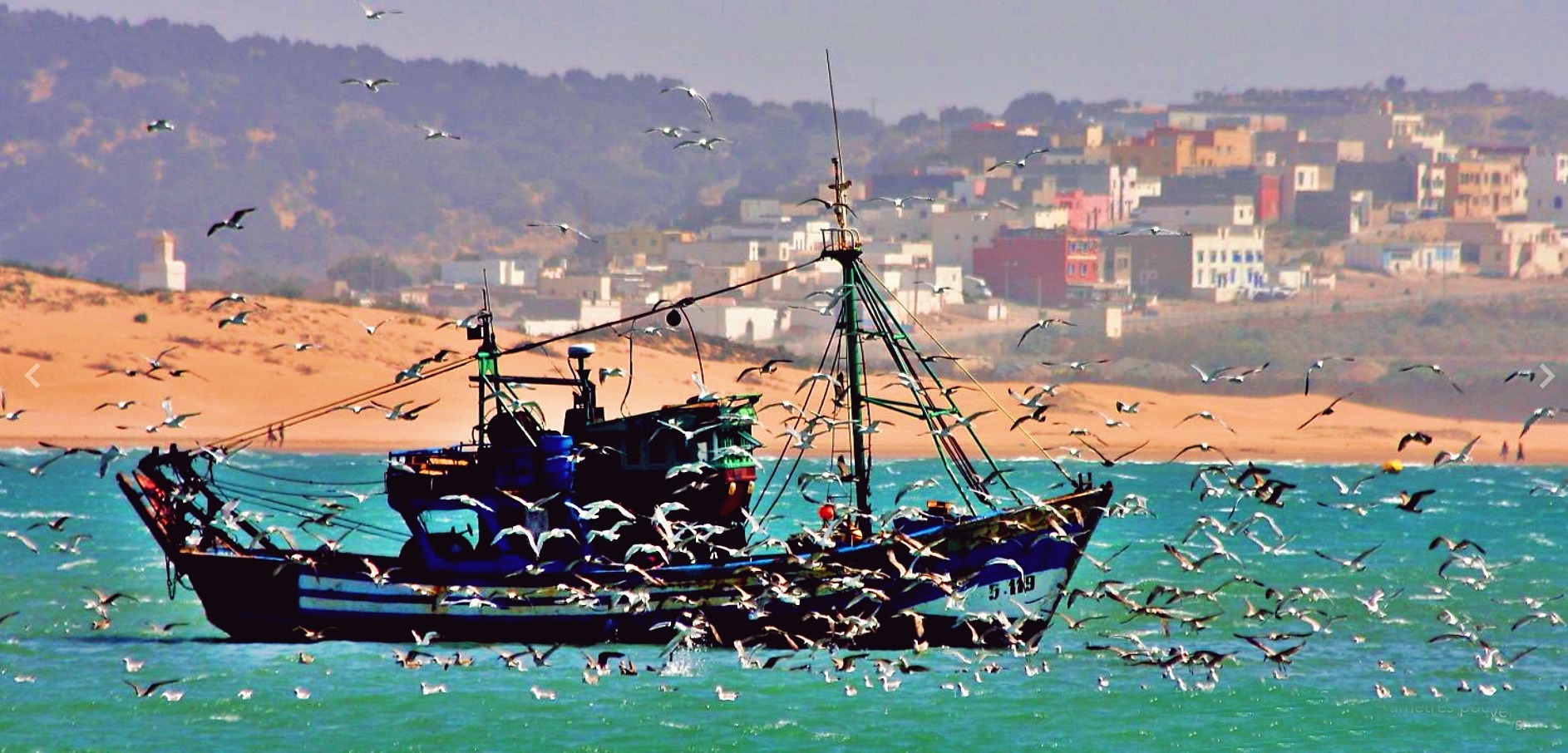 مفارقات الصيد البحري بالمغرب تحت المجهر