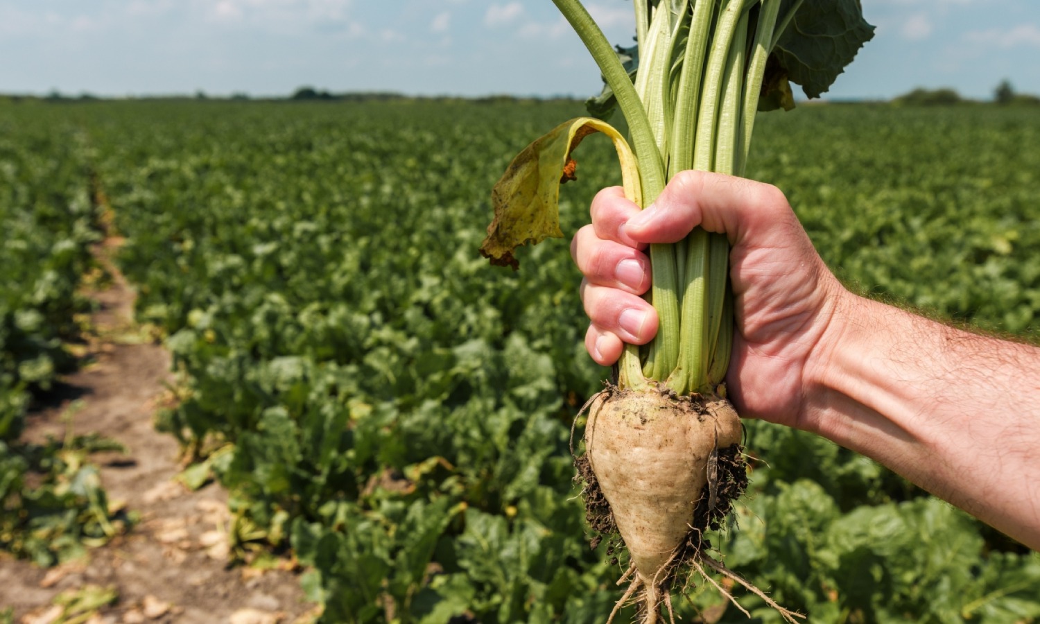 مختصون يحذرون منتجي الشمندر من مرض «الورم الرخامي»