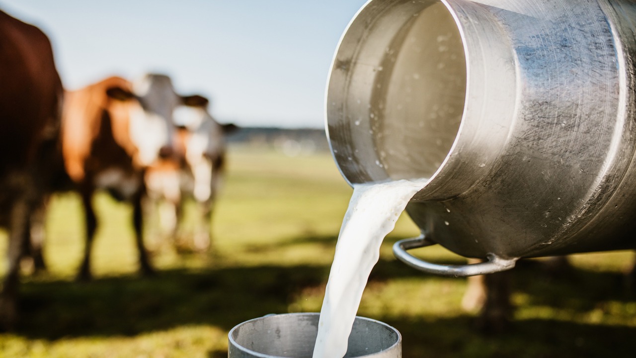 الحليب المغربي بين ضغط الكلفة وخطر تراجع القطيع