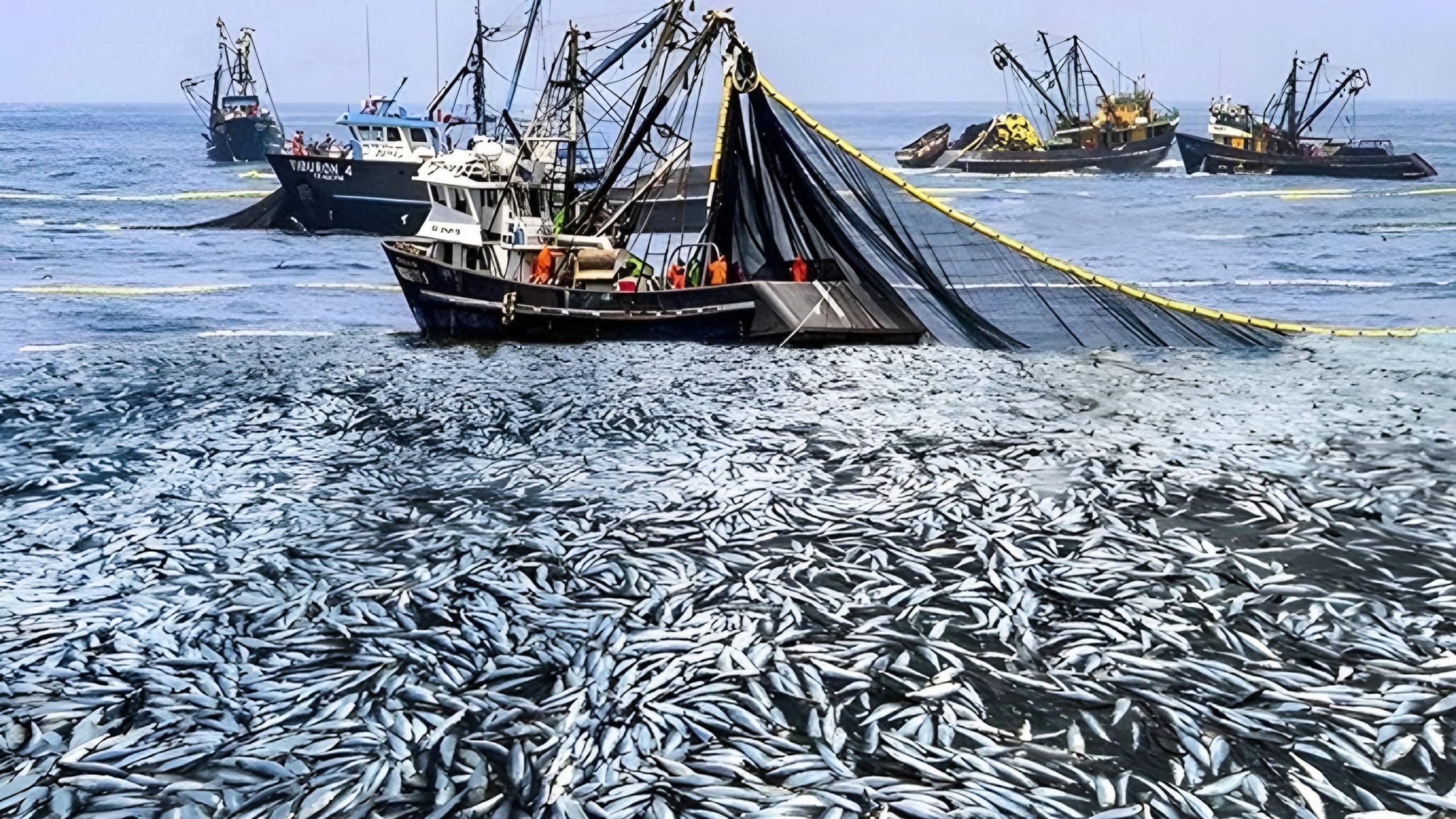 مداخيل الصيد الساحلي تتجاوز 2,36 مليار درهم مداخيل الصيد الساحلي تتجاوز 2,36 مليار درهم