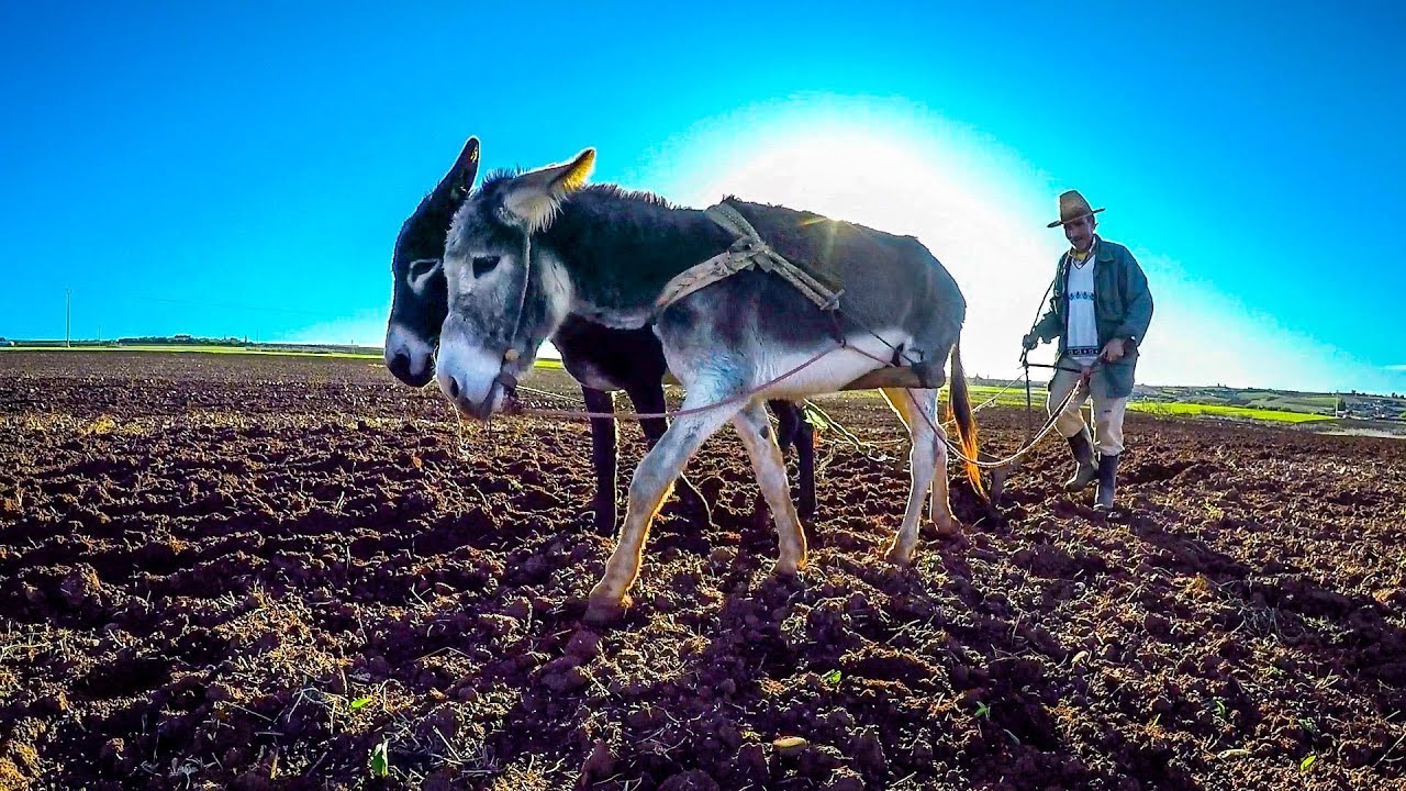 بشائر موسم فلاحي واعد في المغرب