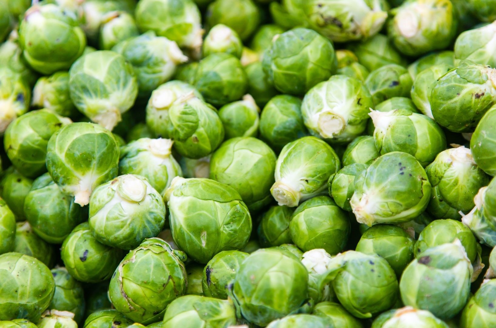 المغرب ثالث مصدر عالمي لـ«كرنب بروكسل»