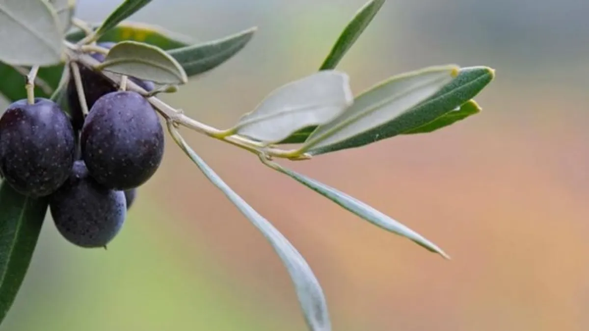 برنامج «المثمر» يعزز إنتاجية الزيتون ويقود التحول التقني بالضيعات