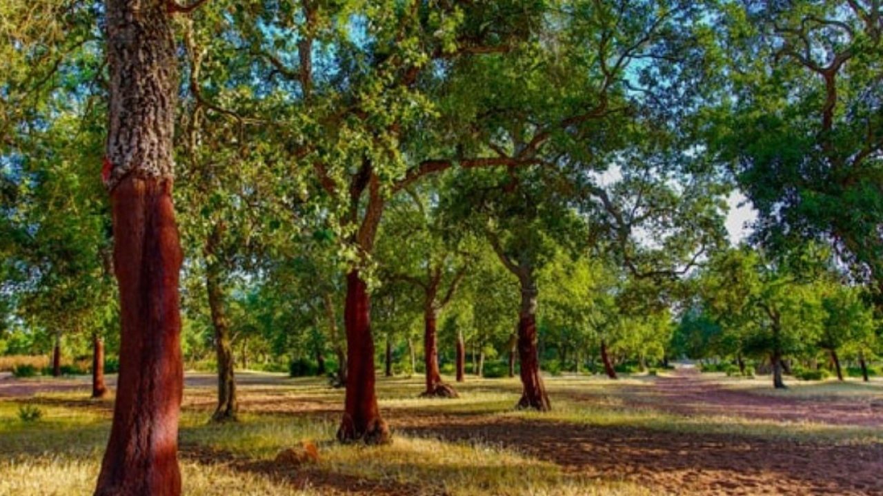 «ANEF» تنفي قطع الأشجار بغابة المعمورة