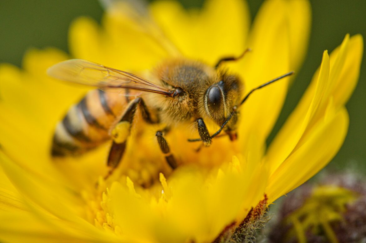 قطاع تربية النحل بالمملكة يضم نحو 36 ألف مربي، ويشغل حوالي 910 آلاف خلية، بإنتاج سنوي يناهز 7.960 أطنان من العسل، وقيمة معاملات تصل إلى 1,1 مليار درهم